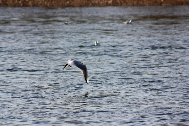 uccelli del fiume Ticino